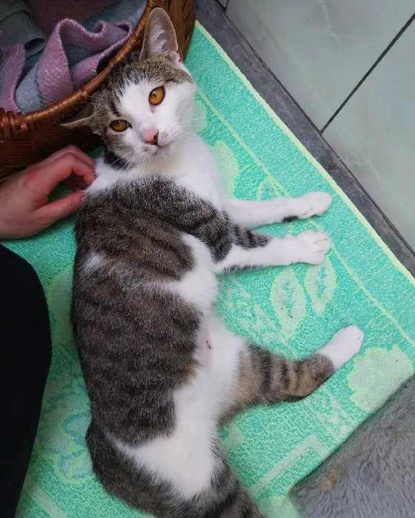 Znaleziono kota, Łódź, 29 kwietnia 2025 (4/5)