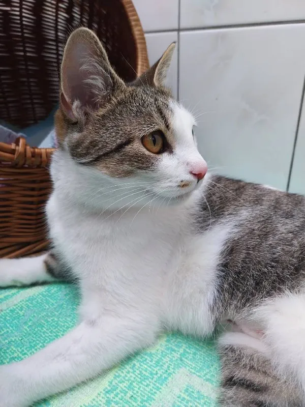 Znaleziono kota, Łódź, 29 kwietnia 2025 (5/5)