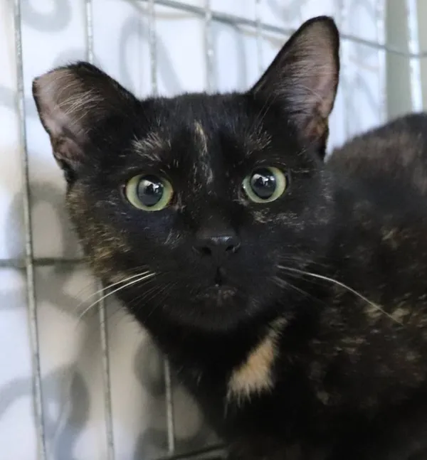 Znaleziono kota, Łódź, 28 kwietnia 2025 (2/2)