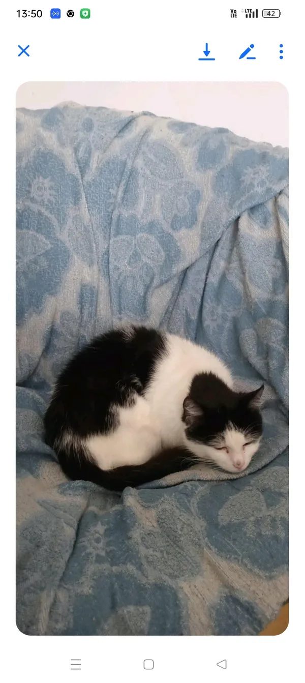 Zaginął kot, Łódź, 29 kwietnia 2025