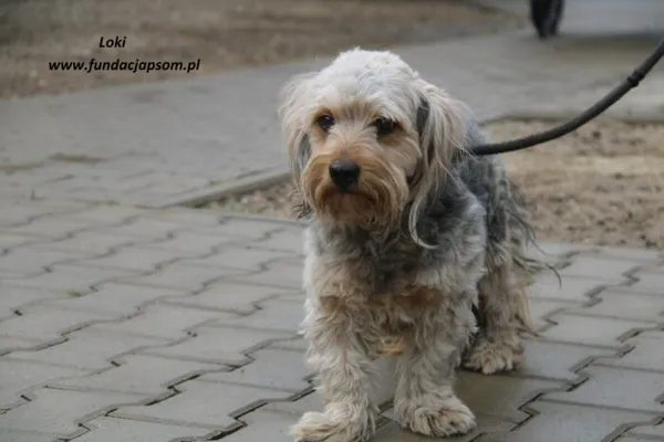 Pies do adopcji, Nowy Dwór Mazowiecki, 29 kwietnia 2025 (1/4)