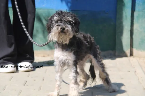 Pies do adopcji, Nowy Dwór Mazowiecki, 29 kwietnia 2025 (1/4)