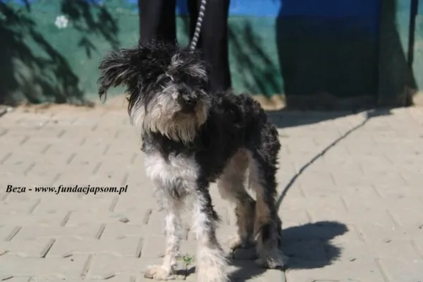 Pies do adopcji, Nowy Dwór Mazowiecki, 29 kwietnia 2025 (2/4)