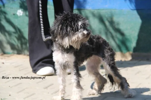 Pies do adopcji, Nowy Dwór Mazowiecki, 29 kwietnia 2025 (4/4)