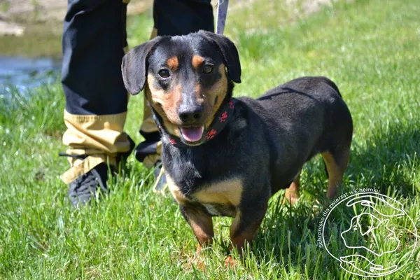 Pies do adopcji, Chełmek, 2 kwietnia 2025