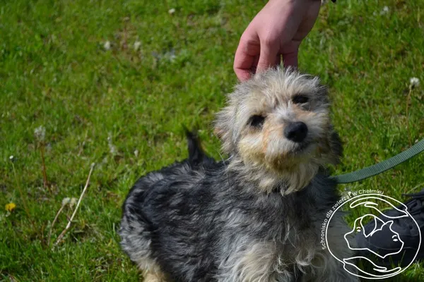 Pies do adopcji, Chełmek, 31 marca 2025