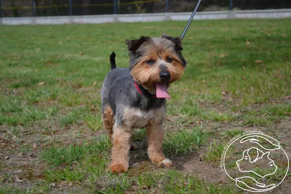 Pies do adopcji, Chełmek, 31 marca 2025