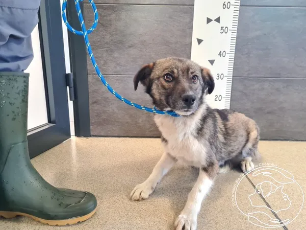 Znaleziono psa, Chełmek, 28 kwietnia 2025