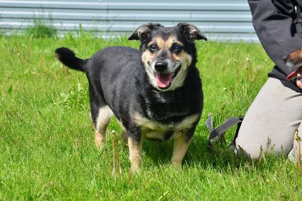 Znaleziono psa, Lublin, 18 kwietnia 2025