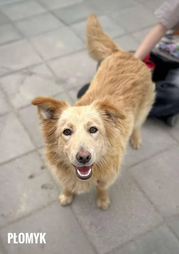 Pies do adopcji, Rytlów, 29 kwietnia 2025