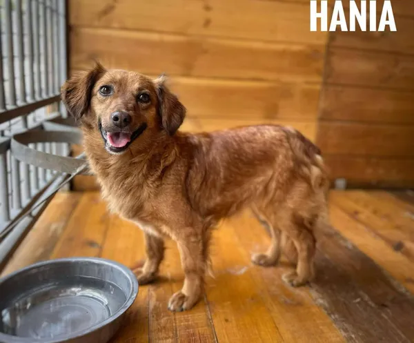 Pies do adopcji, Rytlów, 29 kwietnia 2025