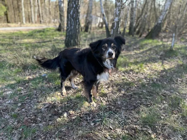 Pies do adopcji, Rytlów, 29 kwietnia 2025