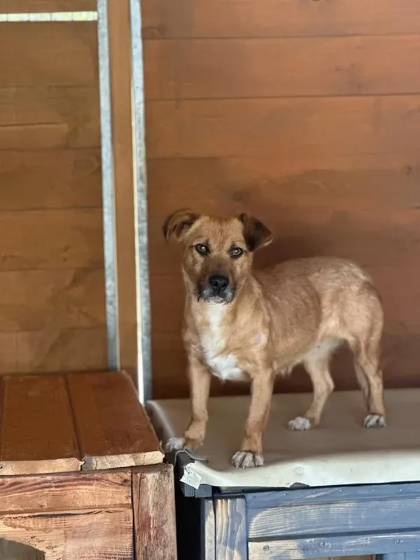 Pies do adopcji, Rytlów, 29 kwietnia 2025