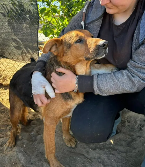 Pies do adopcji, Przyborówko, 29 kwietnia 2025 (1/3)