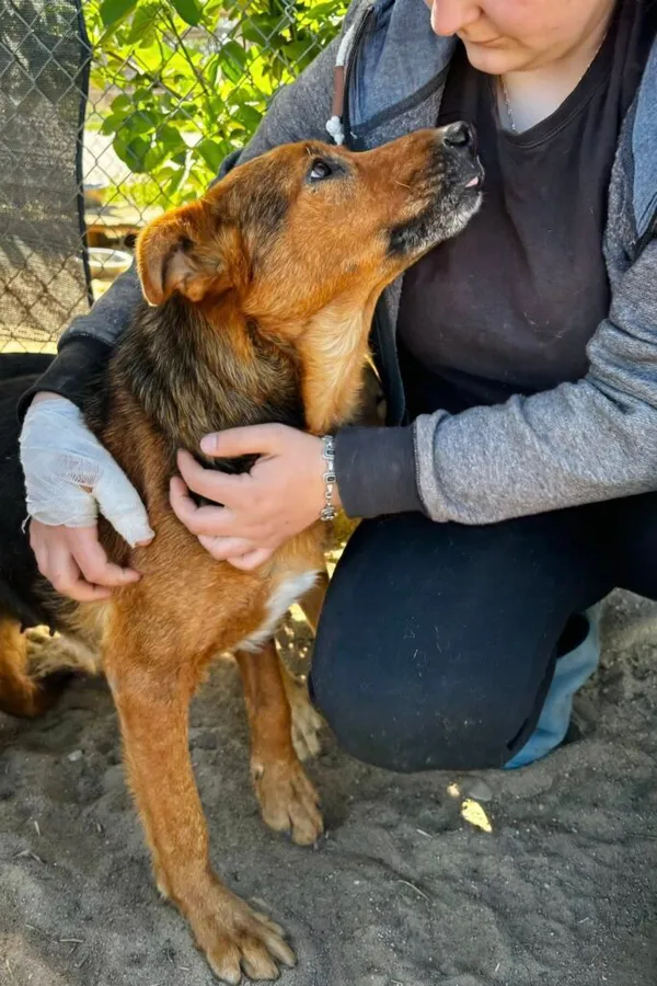 Pies do adopcji, Przyborówko, 19 stycznia 2026 (2/5)