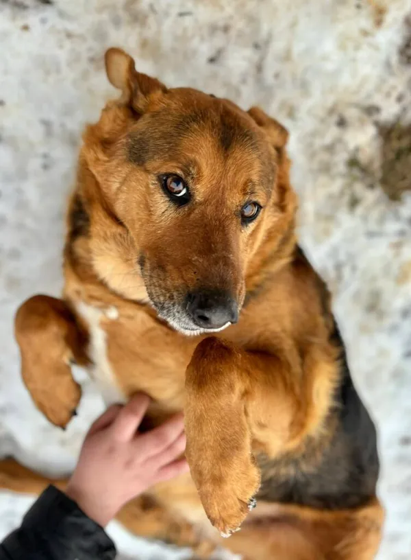 Pies do adopcji, Przyborówko, 19 stycznia 2026 (4/5)