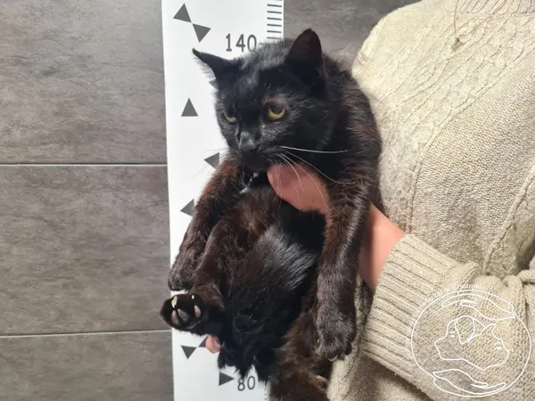 Kot do adopcji, Chełmek, 10 grudnia 2024