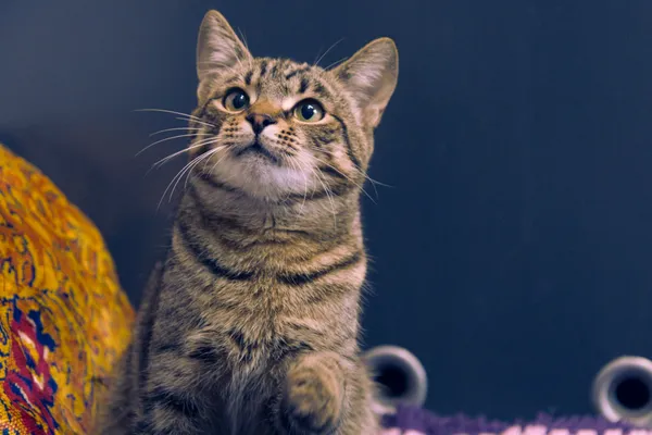 Znaleziono kota, Sosnowiec, 27 kwietnia 2025 (1/3)