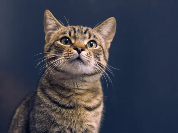 Znaleziono kota, Sosnowiec, 27 kwietnia 2025 (2/3)