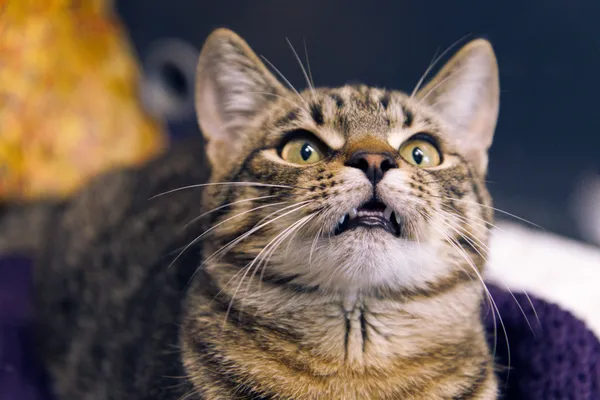 Znaleziono kota, Sosnowiec, 27 kwietnia 2025 (3/3)