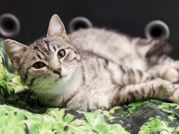 Znaleziono kota, Sosnowiec, 9 kwietnia 2025 (2/2)