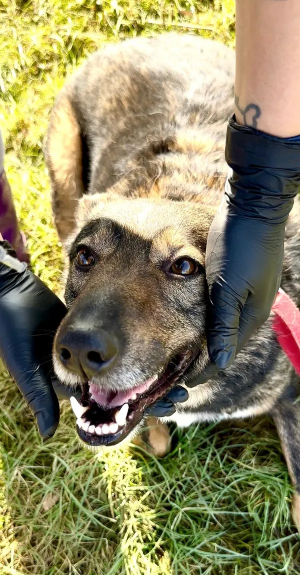 Oddam psa, Gdańsk, Wrzeszcz Górny, 30 kwietnia 2025 (2/5)