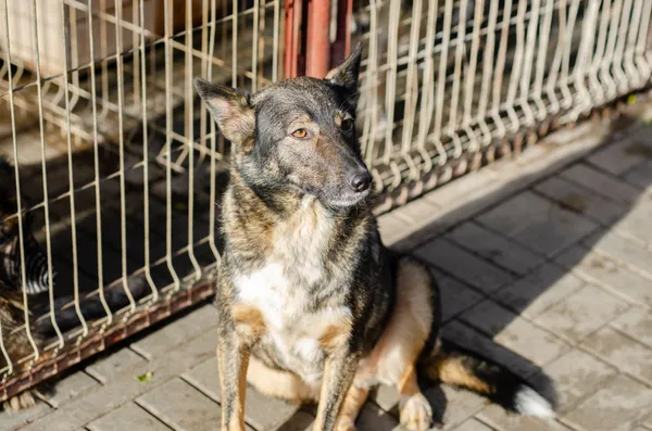 Oddam psa, Gdańsk, Wrzeszcz Górny, 30 kwietnia 2025 (5/5)