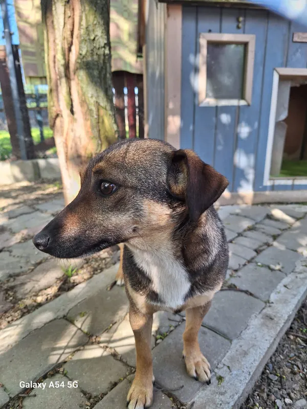 Pies do adopcji, Orzechowce, 30 kwietnia 2025 (2/3)