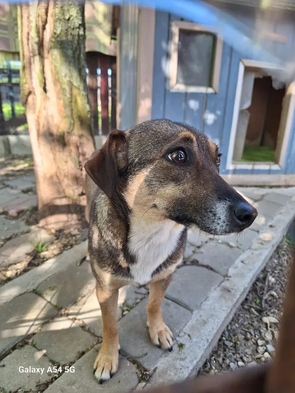 Pies do adopcji, Orzechowce, 30 kwietnia 2025 (3/3)