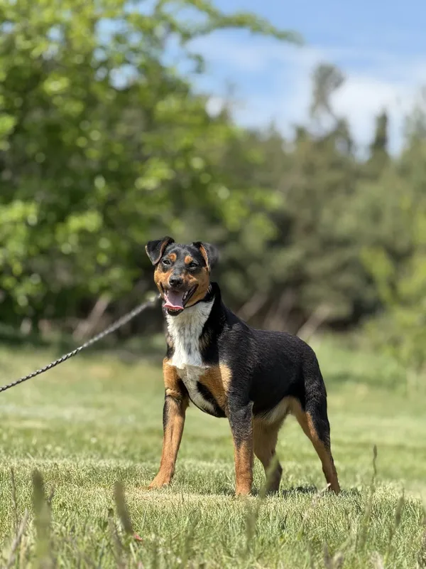 Pies do adopcji, Pieczyska, 30 kwietnia 2025 (4/5)