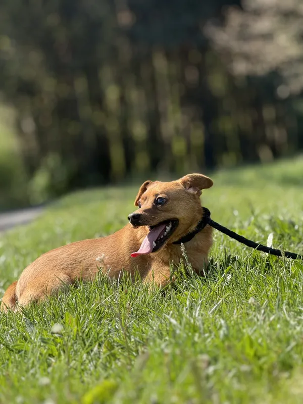 Pies do adopcji, Pieczyska, 30 kwietnia 2025 (4/5)