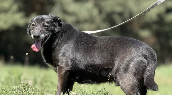 Pies do adopcji, Pieczyska, 30 kwietnia 2025 (1/5)