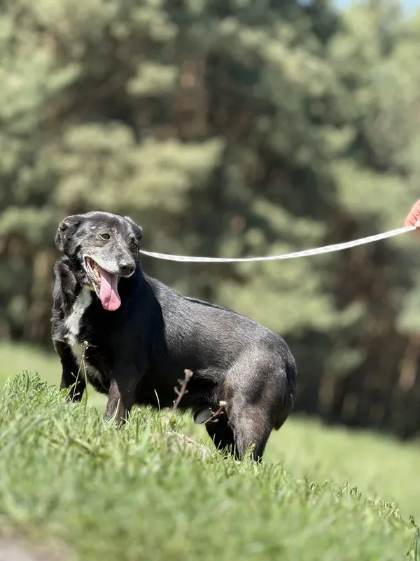 Pies do adopcji, Pieczyska, 30 kwietnia 2025 (3/5)