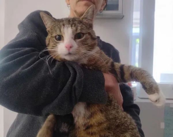 Znaleziono kota, Toruń, 29 kwietnia 2025