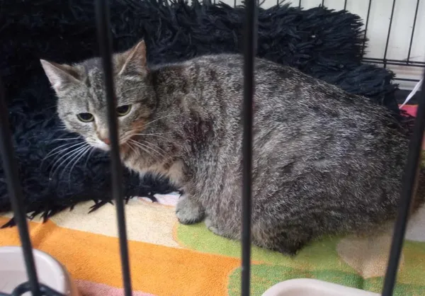 Znaleziono kota, Toruń, 29 kwietnia 2025