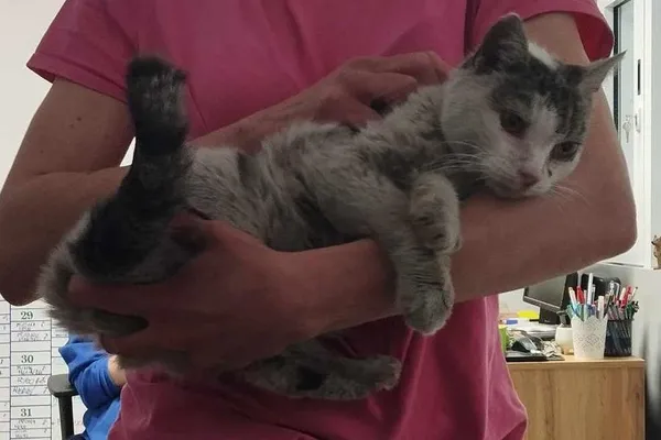 Znaleziono kota, Toruń, 28 kwietnia 2025