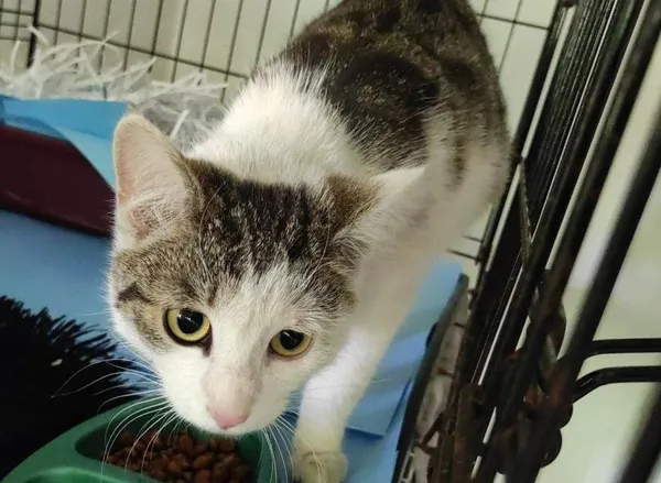 Znaleziono kota, Toruń, 26 kwietnia 2025