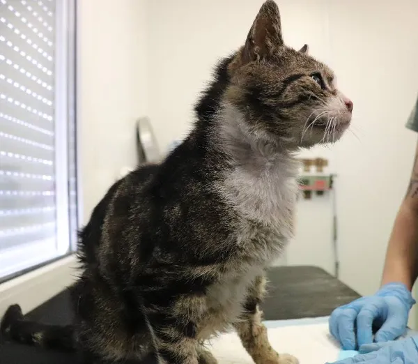 Znaleziono kota, Łódź, 30 kwietnia 2025 (1/2)