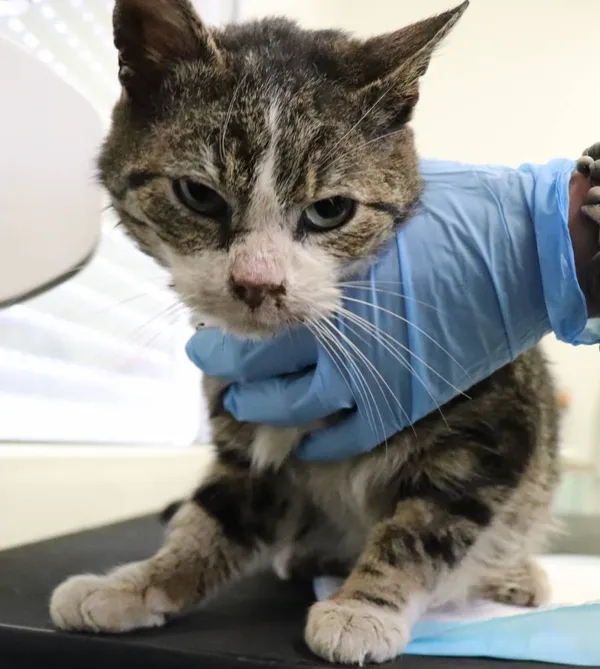 Znaleziono kota, Łódź, 30 kwietnia 2025 (2/2)