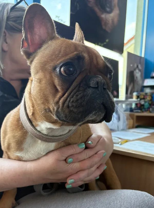 Znaleziono psa, Gdańsk, 30 kwietnia 2025