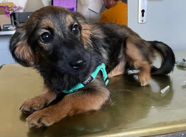 Znaleziono psa, Lublin, 29 kwietnia 2025