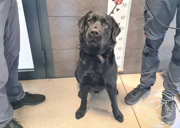 Znaleziono psa, Chełmek, 29 kwietnia 2025