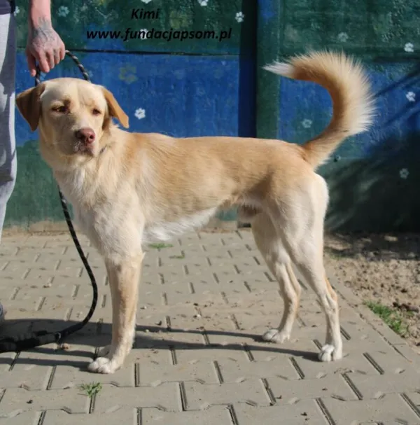 Pies do adopcji, Nowy Dwór Mazowiecki, 30 kwietnia 2025 (1/5)