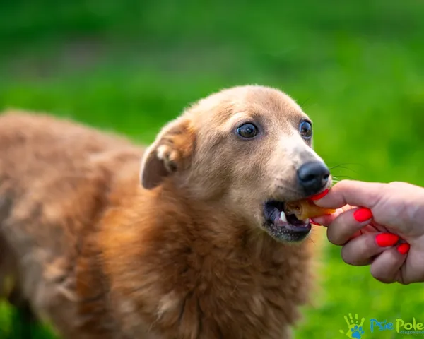 Pies do adopcji, Racławice, 26 kwietnia 2025 (2/5)