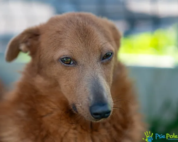 Pies do adopcji, Racławice, 26 kwietnia 2025 (3/5)