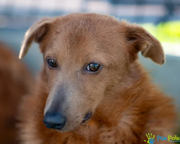 Pies do adopcji, Racławice, 26 kwietnia 2025 (4/5)