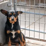 Pies do adopcji