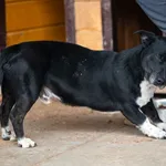 Pies do adopcji