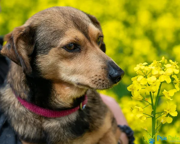 Pies do adopcji, Racławice, 29 kwietnia 2025 (3/5)