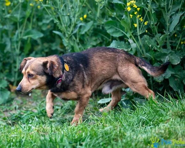 Pies do adopcji, Racławice, 29 kwietnia 2025 (4/5)